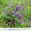 polyommatus coelestinus hostplant armenia1